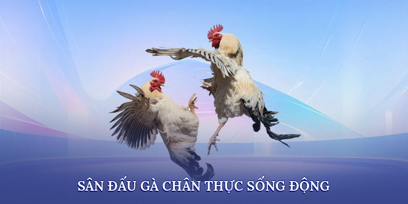 Đá Gà - Trải Nghiệm Sân Đấu Gà Chân Thực Nhất 2025